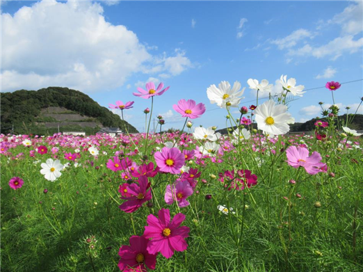 コスモス園1