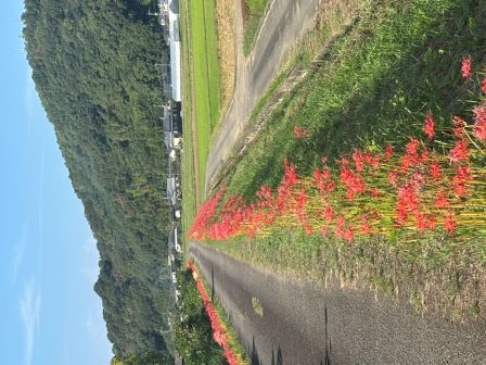彼岸花その後６