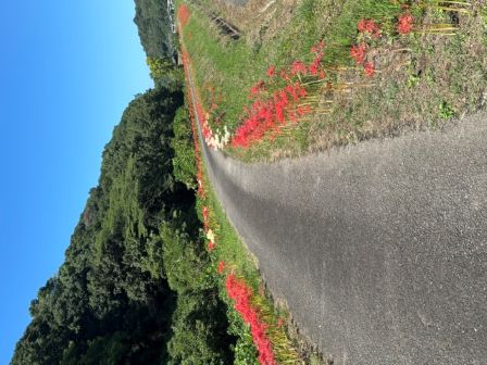 彼岸花その後１