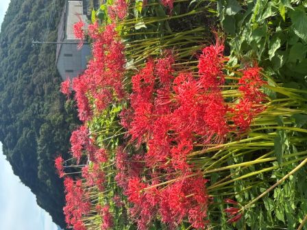 彼岸花　その後