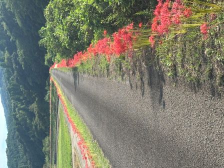 彼岸花その後５