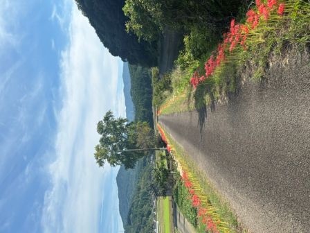 彼岸花その後３