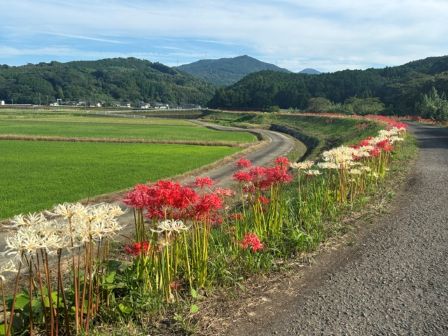 彼岸花その後４