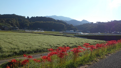 花越しの蕎麦