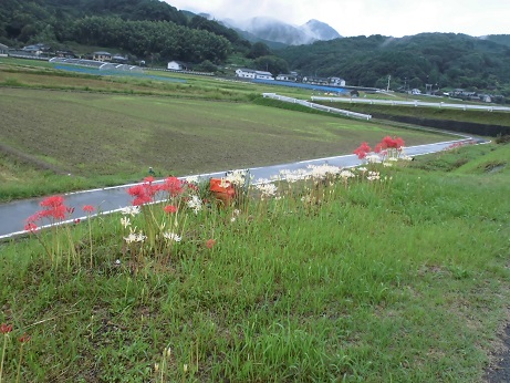 彼岸花１９日　１