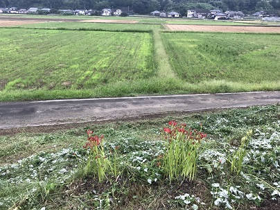 ひがん花蕾