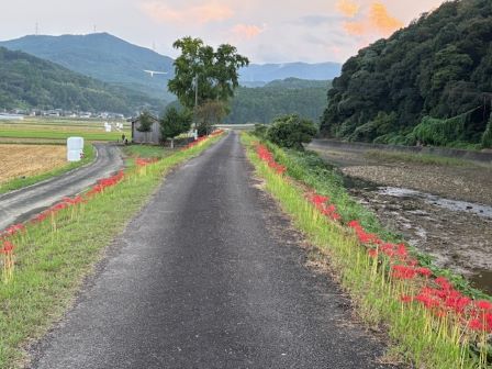 R7彼岸花②