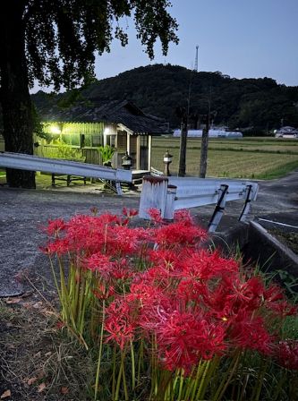 彼岸花と十五社