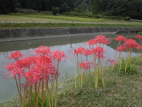 彼岸花２０１６　１０月　５