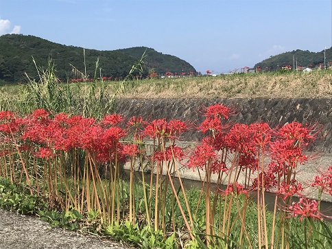 彼岸花　ばえる