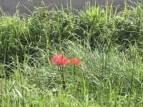 R3彼岸花　赤