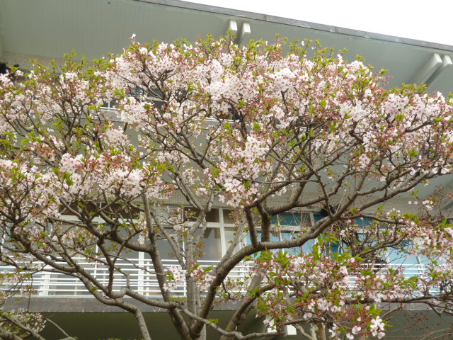 玄関の桜