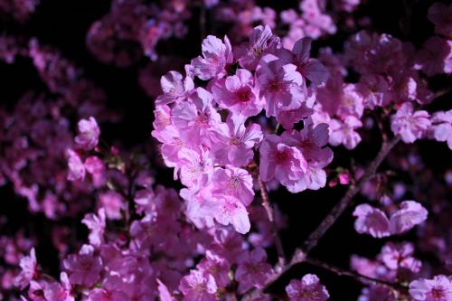 深海町河津桜ライトアップ2024