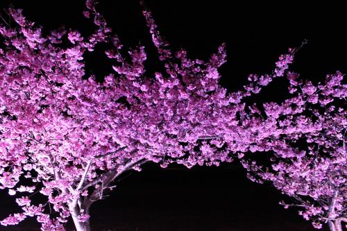 深海町河津桜ライトアップ2024