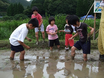 福連木小学校子供会田植え