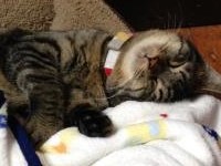 スマホ　にゃんこ１