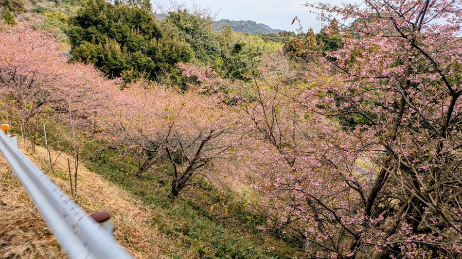 ２０２６河津桜パート２🌸