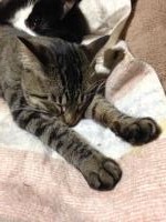 スマホ　にゃんこ２