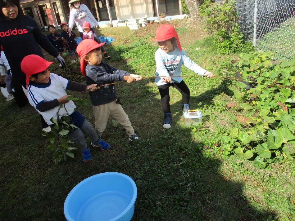 幼稚園の裏庭にて（ばら）