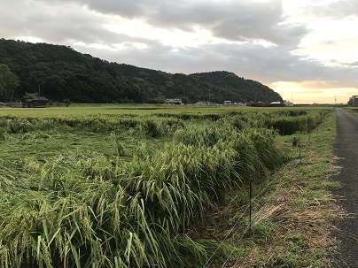 おるげだけ