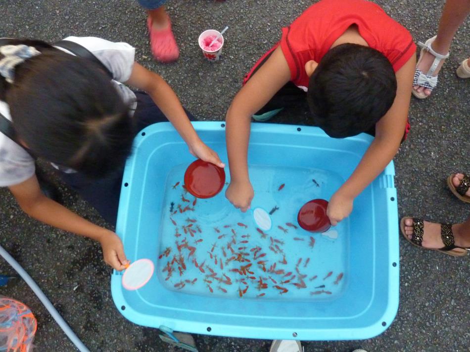 H29_夏祭り金魚すくい