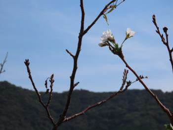 桜