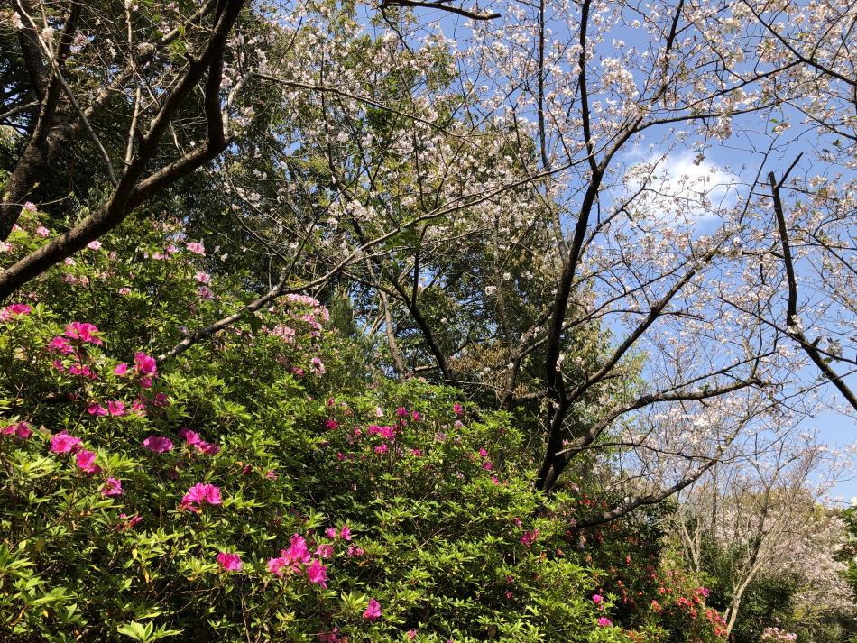 桜