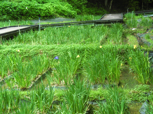 5月17日の花菖蒲園（つぼみ）