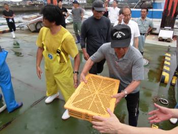 稚エビ運ぶ作業