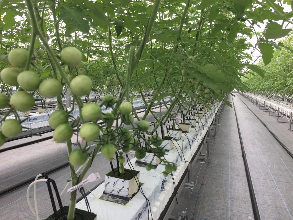 ミニトマト４０－１