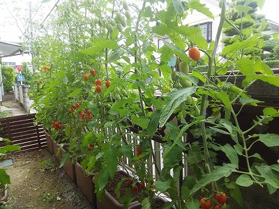 シンプル農法　プランター菜園・ペットボトル菜園