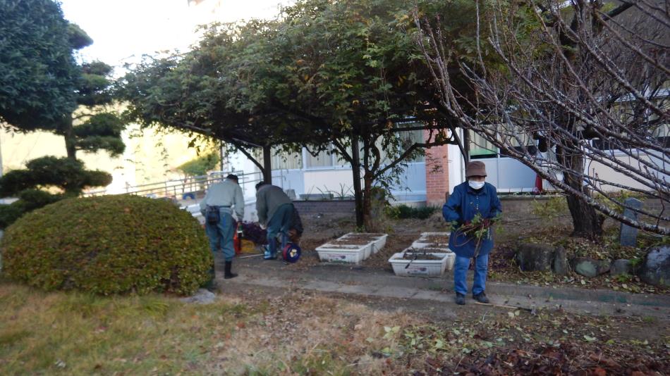 20251130庭木剪定作業中 (2)