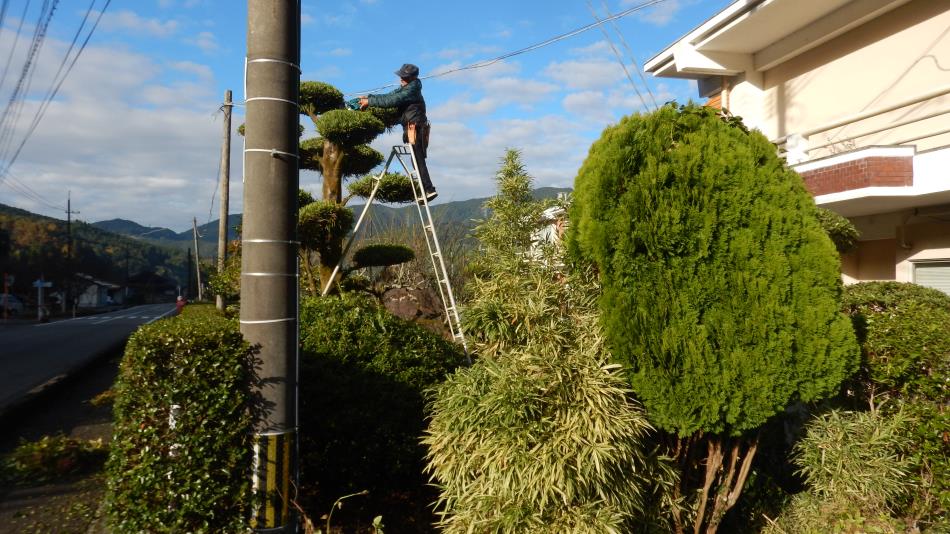 20251130庭木剪定作業中 (9)