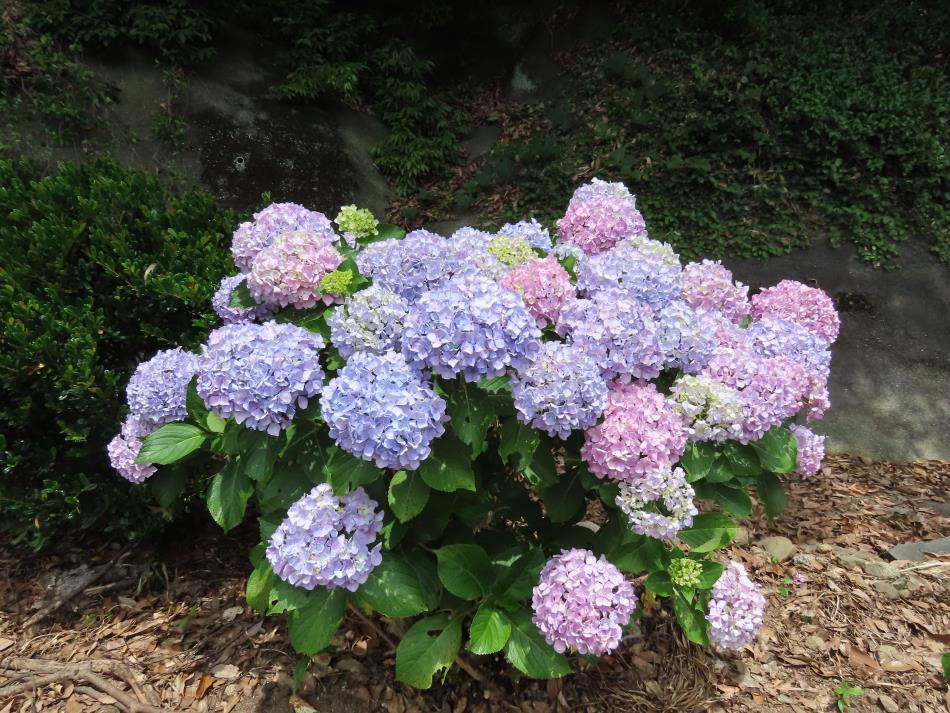2026 季節のお花たち