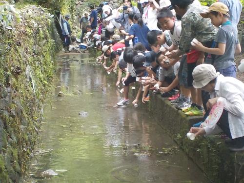 蛍放流会