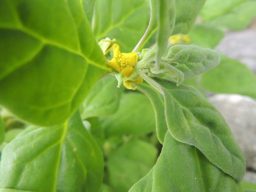 ど根性植物