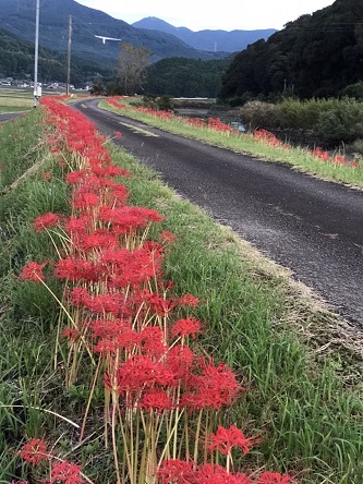 小島さんの花