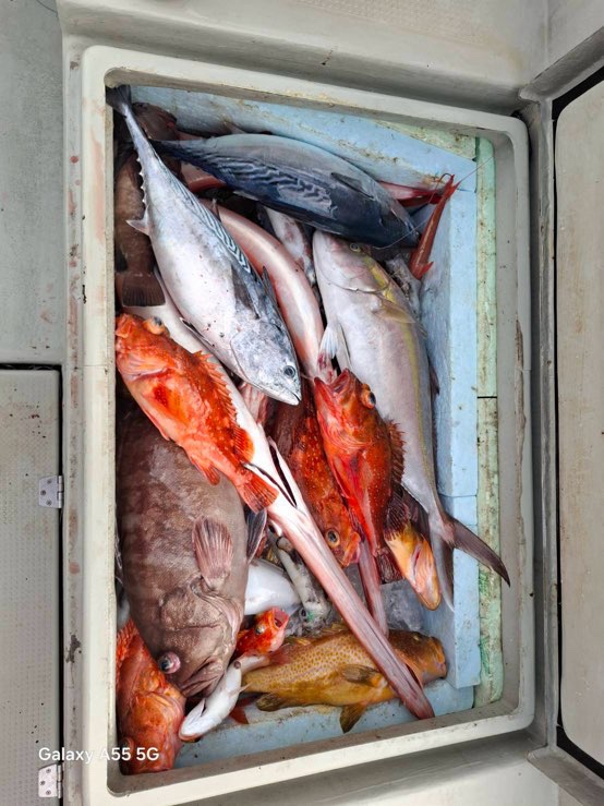 鯵の泳がせ　水イカ泳がせ