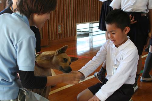 犬