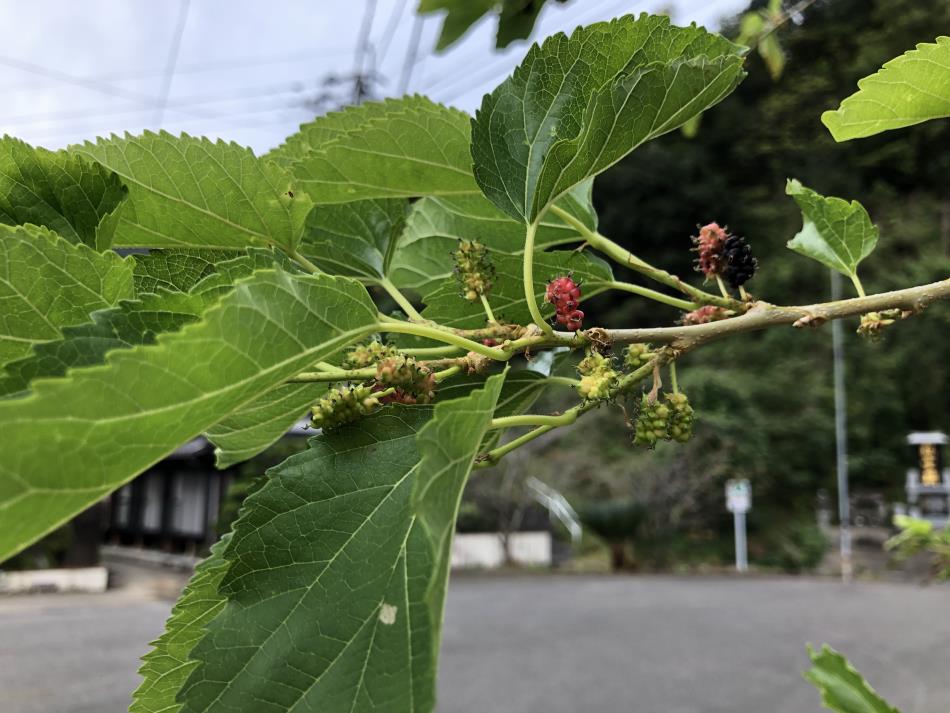 桑の木