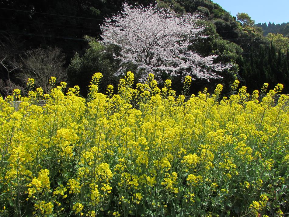 菜の花と桜