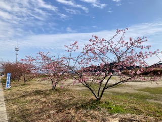 河津桜２月