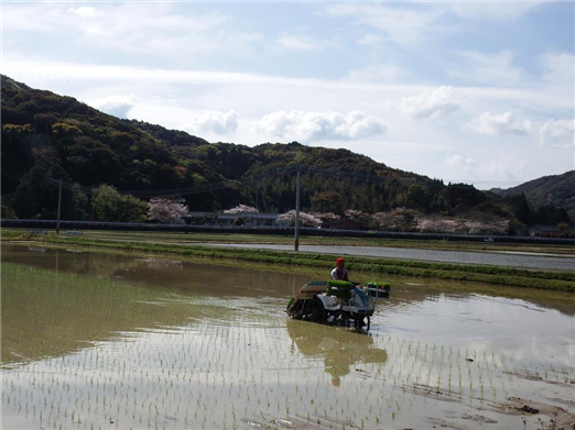 田植え2