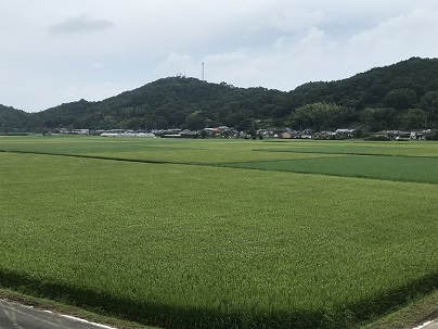 少し色づいた稲