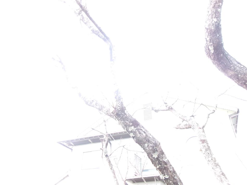 春の訪れを待ちます😊