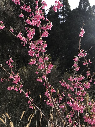 緋寒桜