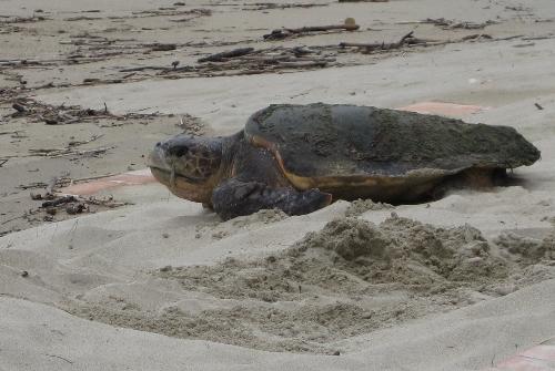 白鶴浜８月７日（アカウミガメ０８）