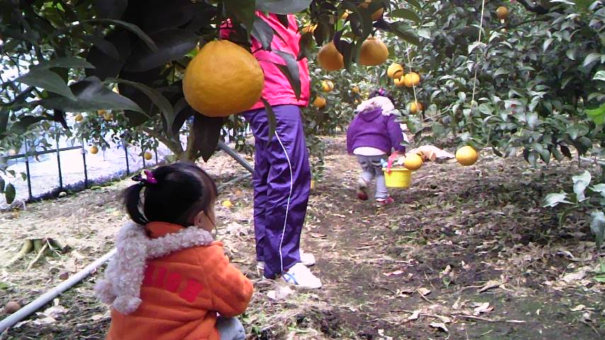 ﾃﾞｺﾎﾟﾝﾄﾝﾈﾙ