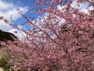 河津桜２月１７日