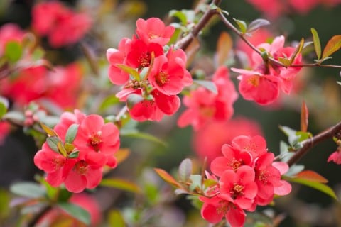 ボケの花
